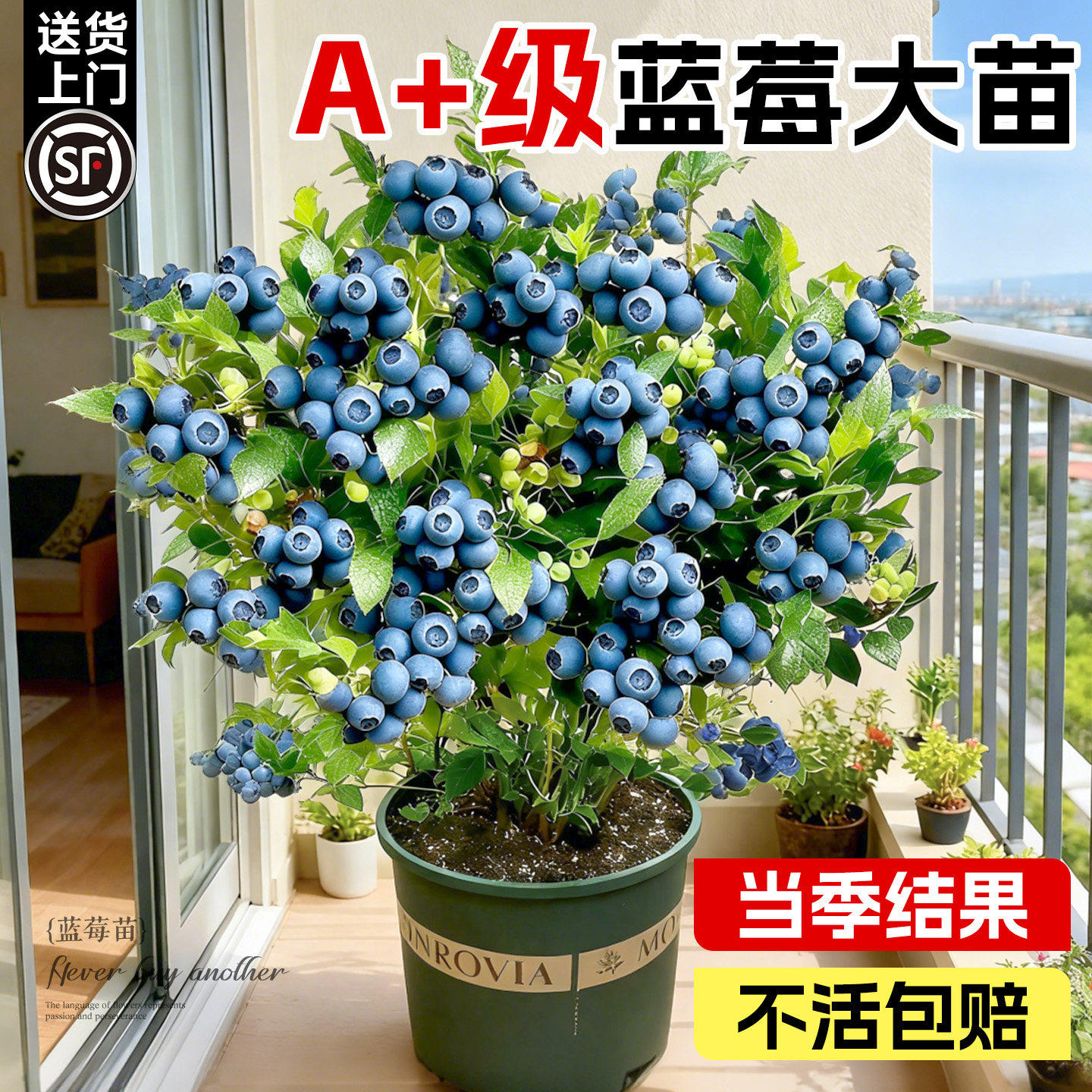 蓝莓树果苗盆栽带大果云南l25花香蓝莓四季大型绿植室内结果植物