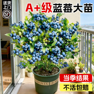 蓝莓树果苗盆栽带大果云南l25花香蓝莓四季大型绿植室内结果植物