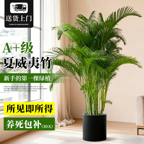 夏威夷竹植物盆栽客厅高级感绿植