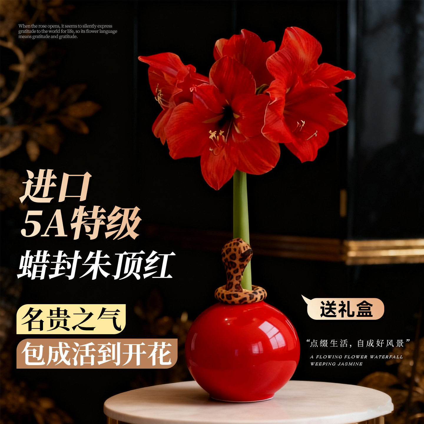 朱顶红进口重瓣种球带花苞蜡封