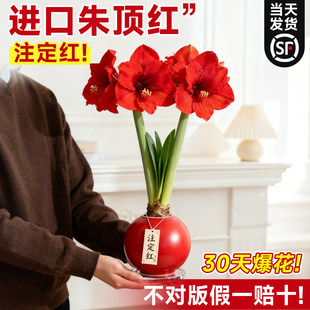 朱顶红进口重瓣种球带花苞蜡封懒人好养活植物新年礼物鲜花年宵花