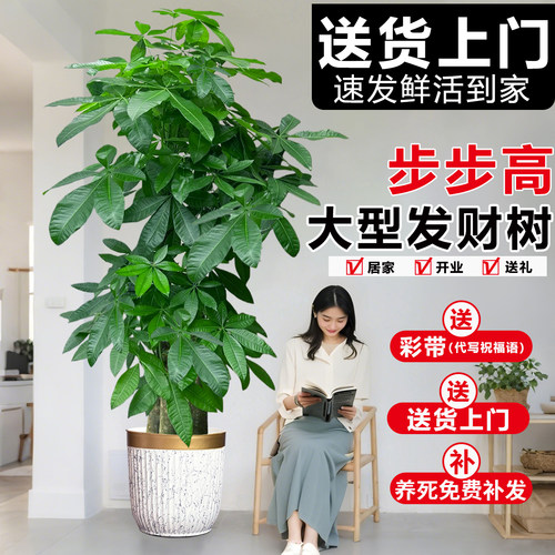 步步高发财树客厅大盆栽老桩旺宅