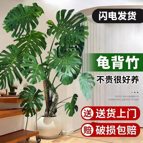 龟背竹客厅大盆栽老桩室内大型