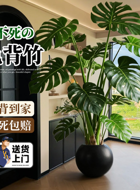 大叶龟背竹客厅绿植室内大型盆栽老桩落地植物盆景四季好养高级感