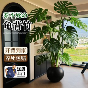 大叶龟背竹客厅绿植室内大型盆栽老桩落地植物盆景四季好养高级感