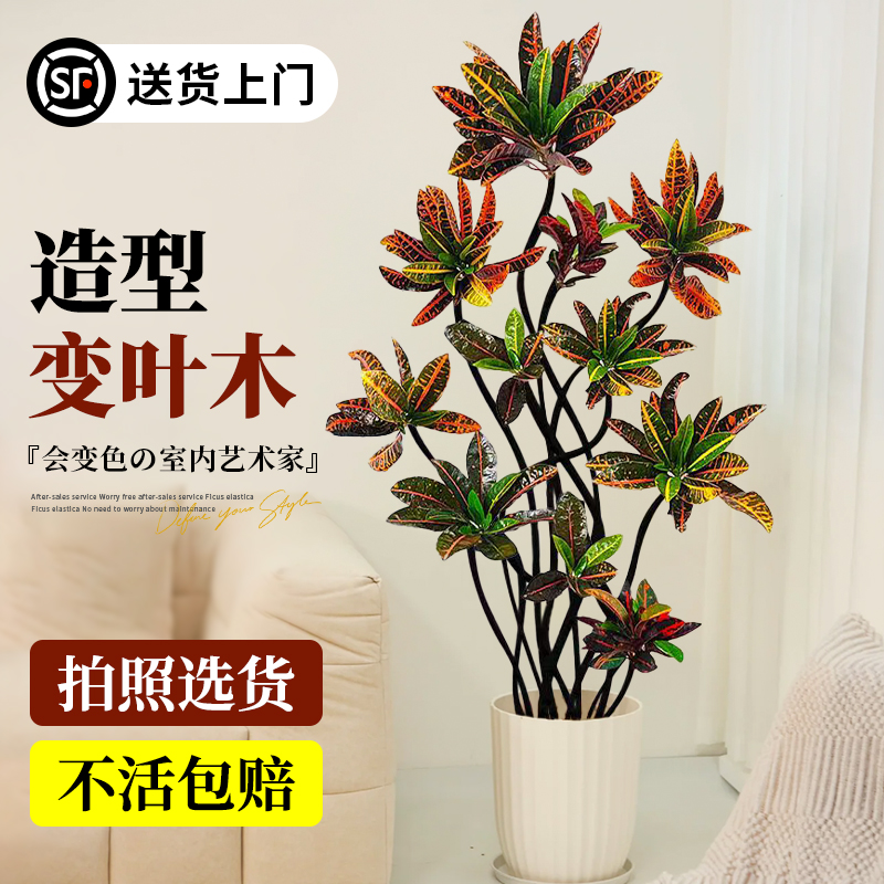 客厅绿植高级感大型物变叶
