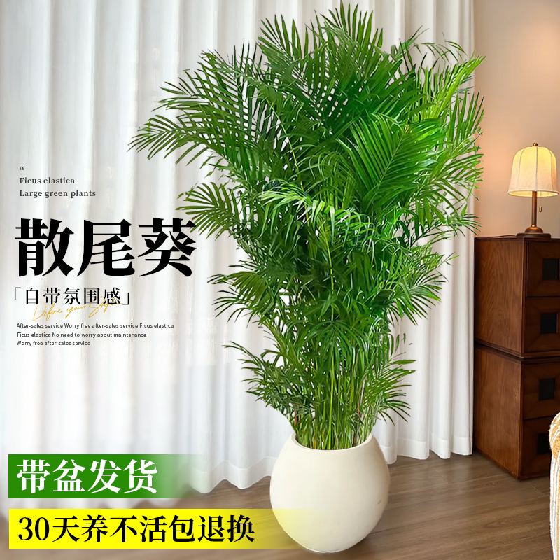 散尾葵植物盆栽客厅大型绿