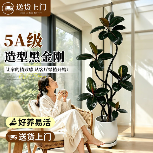 造型黑金刚橡皮树室内绿植高级感