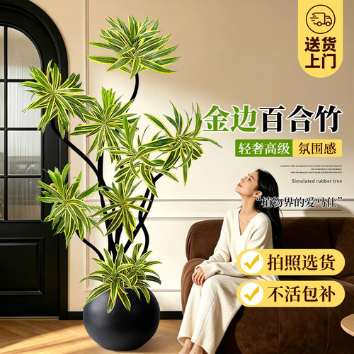 金边百合竹客厅绿植室内大型植物盆栽老桩造型高端好养旺宅高级感