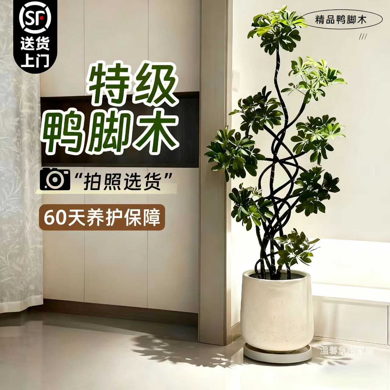 鸭脚木造型树绿植客厅大盆栽