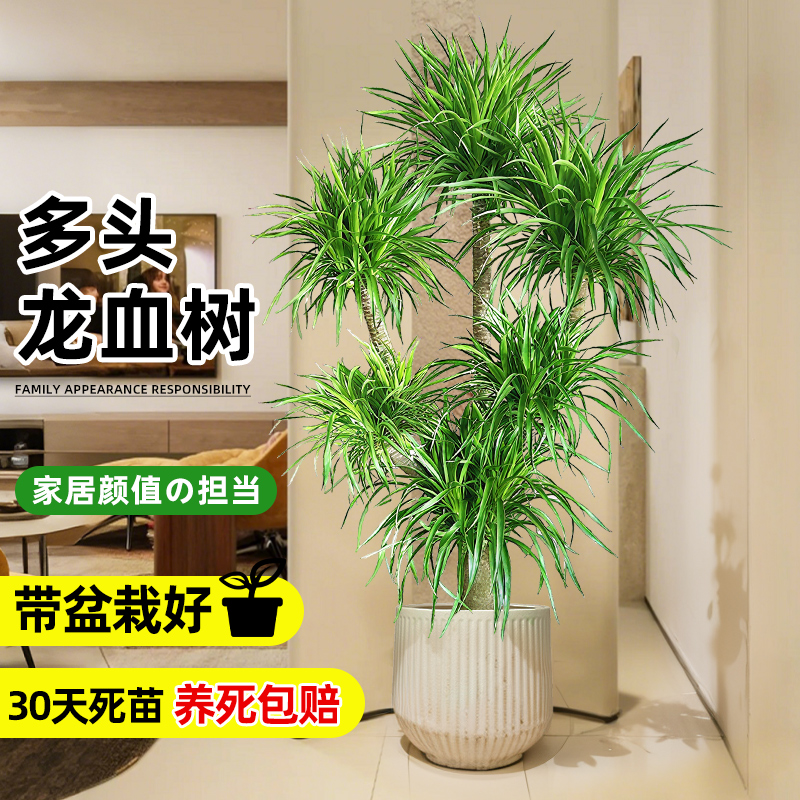 龙血树净化空气室内大型植物盆栽