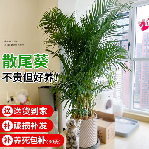 散尾葵植物盆栽客厅绿植室内大型凤尾竹办公室高级花卉四季好养活