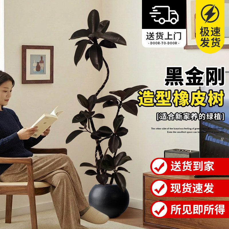 黑金刚橡皮树室内绿植高级感轻奢客厅大盆栽可造型黑美人大型好养,鲜花速递/花卉仿真/绿植园艺,大型绿植/成品组合盆栽,淘宝优惠券,粉丝福利购,淘宝优惠卷