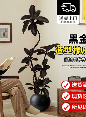 客厅好养绿植造型黑金刚橡皮树