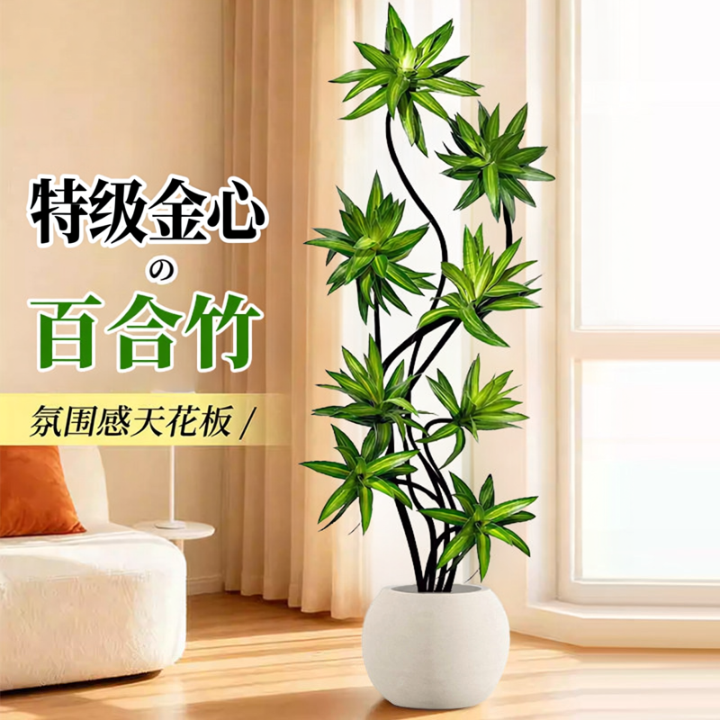 造型百合竹室内绿植好养高级感