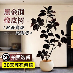 大型绿植橡皮树黑金刚客厅大盆栽绿植室内客厅办公室旺宅真花禄植