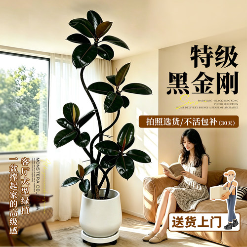 造型黑金刚橡皮树室内绿植高级感