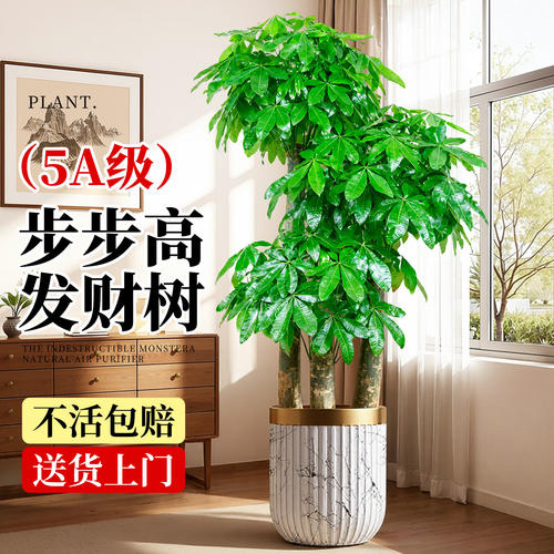 步步高发财树三杆原生客厅盆栽大