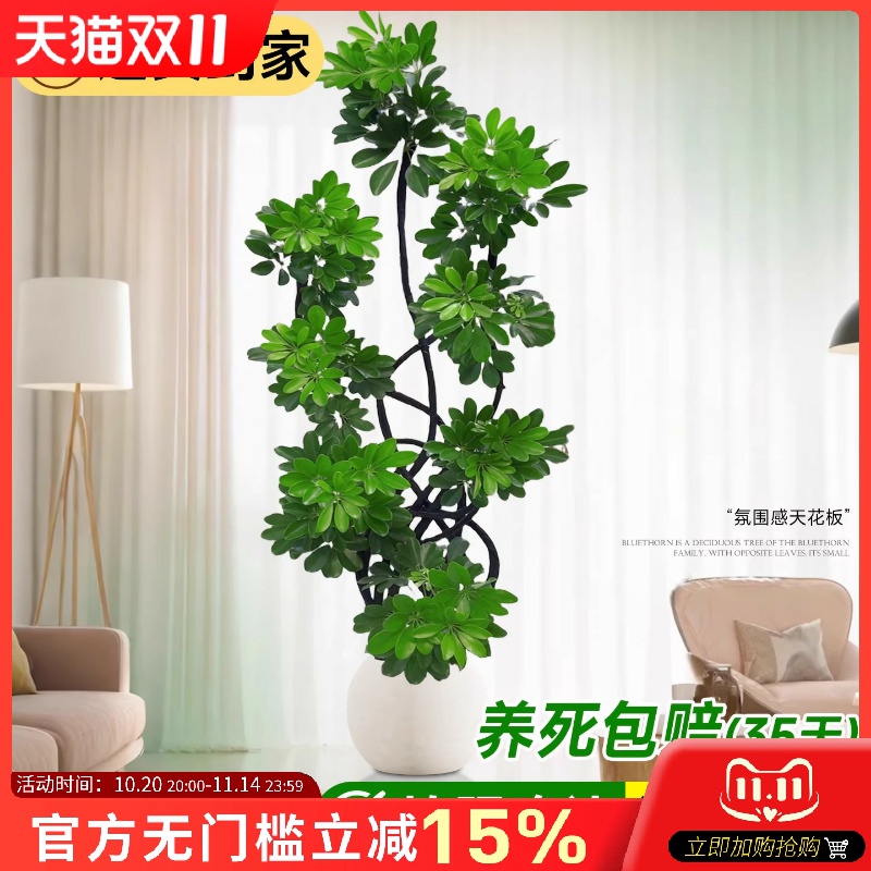 鸭脚木客厅大盆栽室内高级