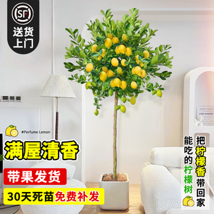 好养绿植落地植物除净化空气 香水柠檬树带果大型植物室内阳台四季