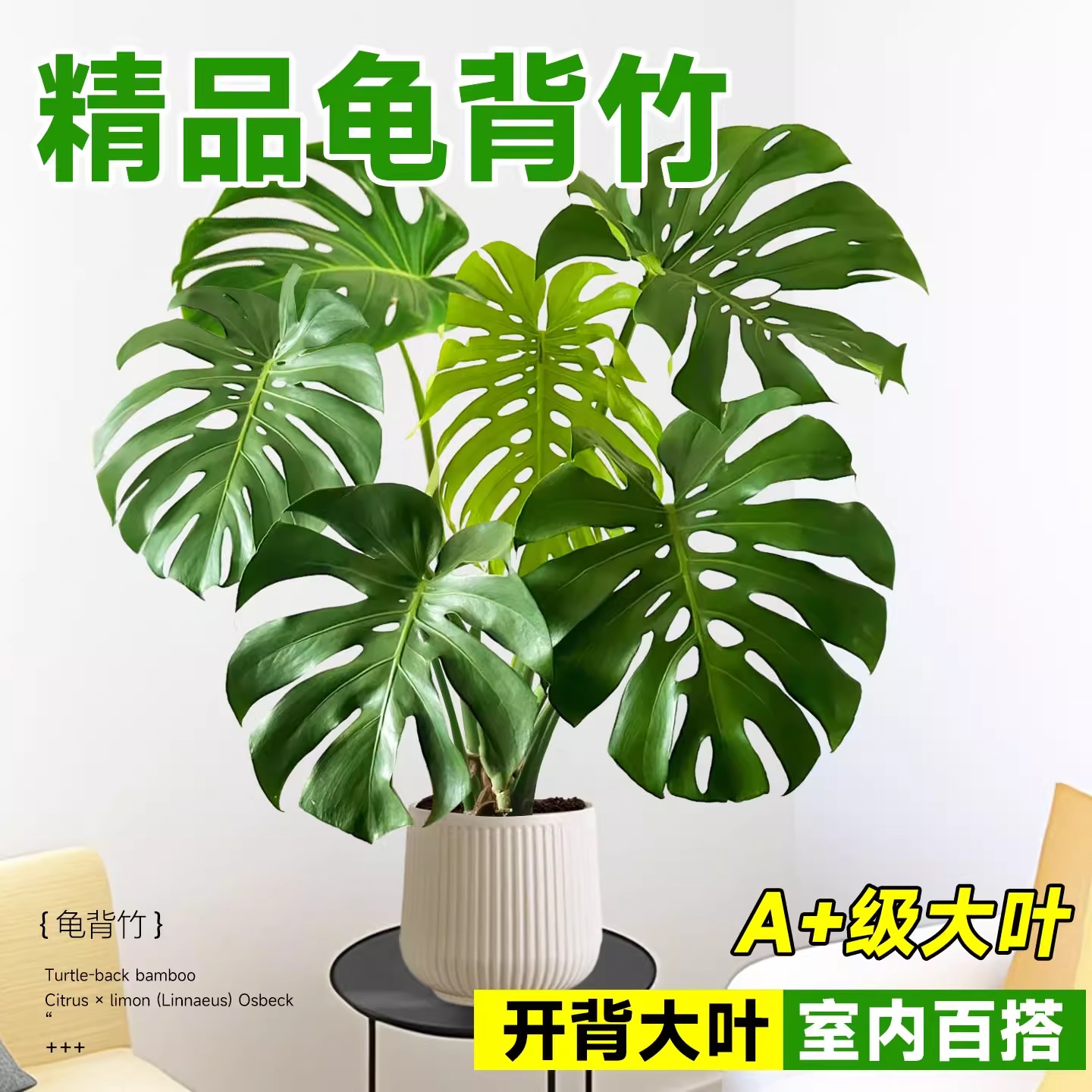 龟背竹盆栽室内客厅净化空气