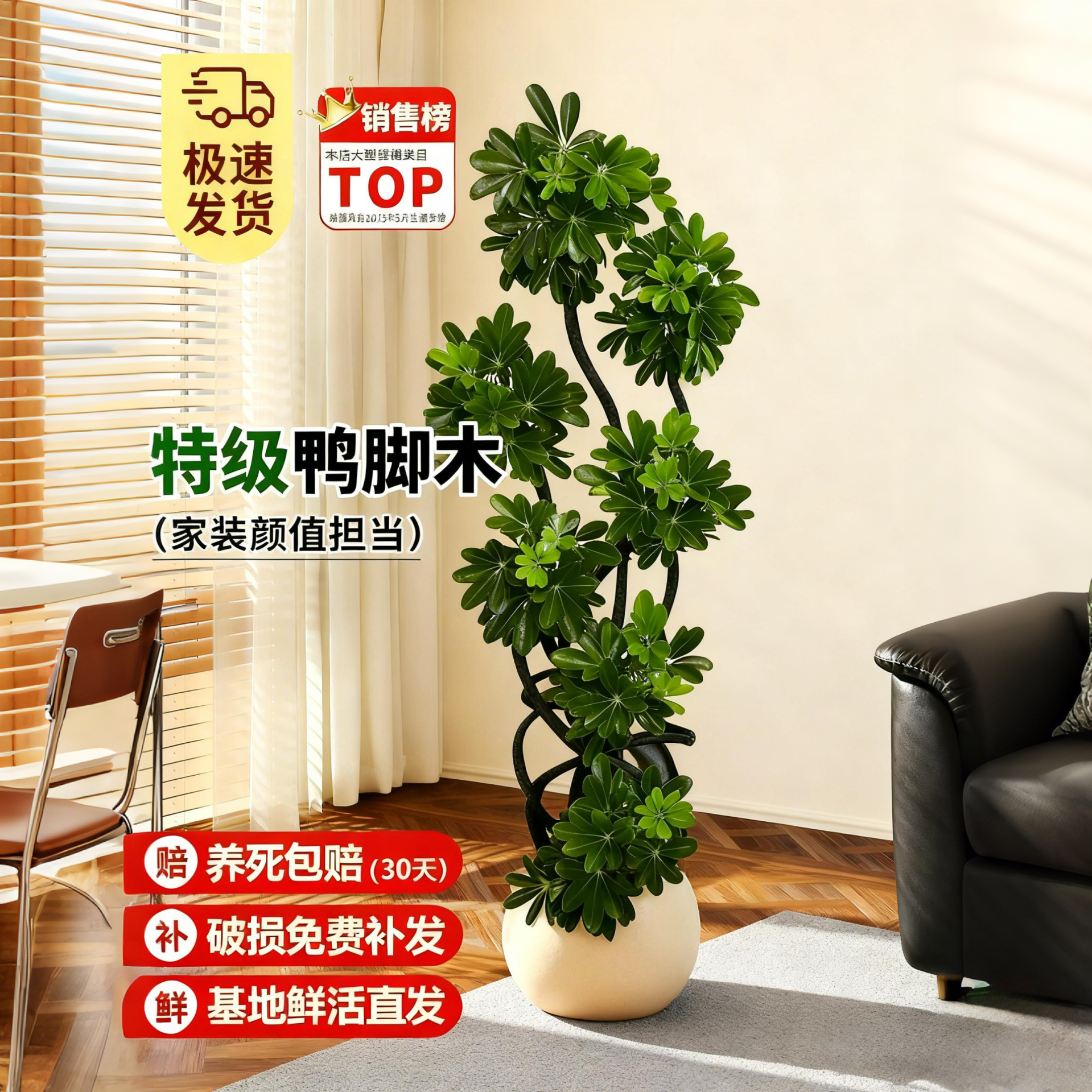 造型鸭脚木室内绿植高级感好养