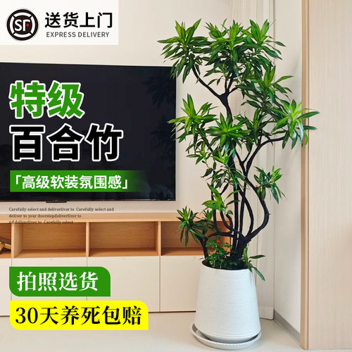 客厅轻奢植物盆栽好养活可选造型