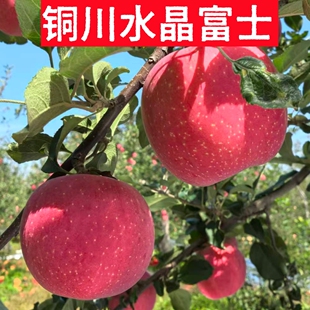 正宗陕西铜川印台红富士苹果大果整箱孕妇5/10斤装包邮带箱重量
