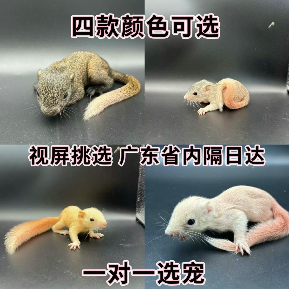 松鼠幼儿宠物儿童网红宠物异宠亲人温顺好养包包邮定金图片