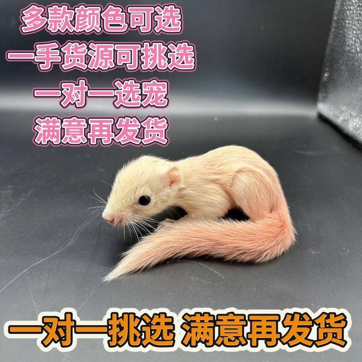 全款松鼠幼儿宠物儿童网红宠物异宠亲人温顺好养包包邮好养全款图片