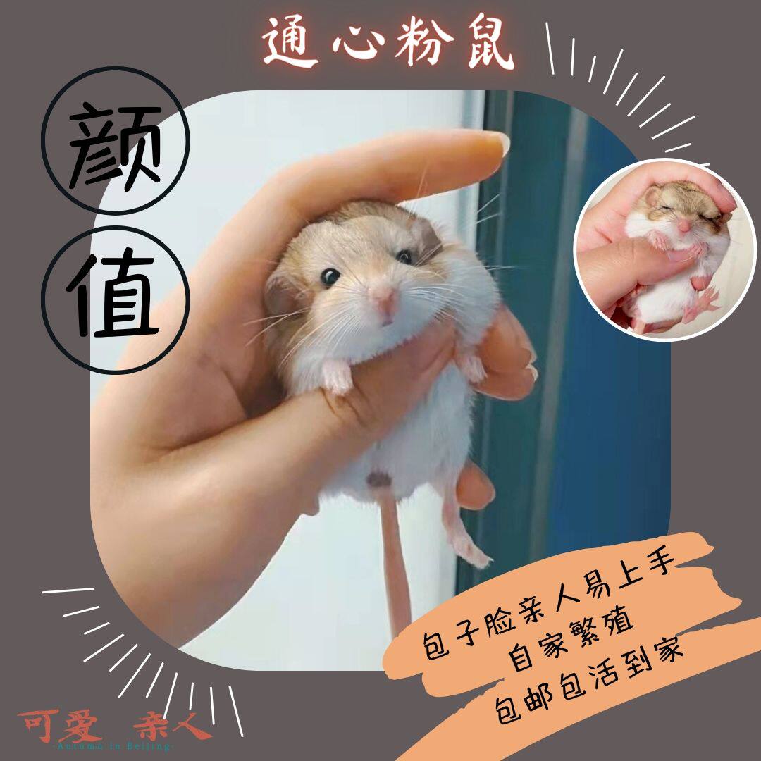 萌宠通心粉鼠幼崽活物北非肥尾沙鼠仓鼠宿舍粘人小宠物鼠家养包活
