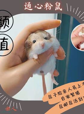 萌宠通心粉鼠幼崽活物北非肥尾沙鼠仓鼠宿舍粘人小宠物鼠家养包活