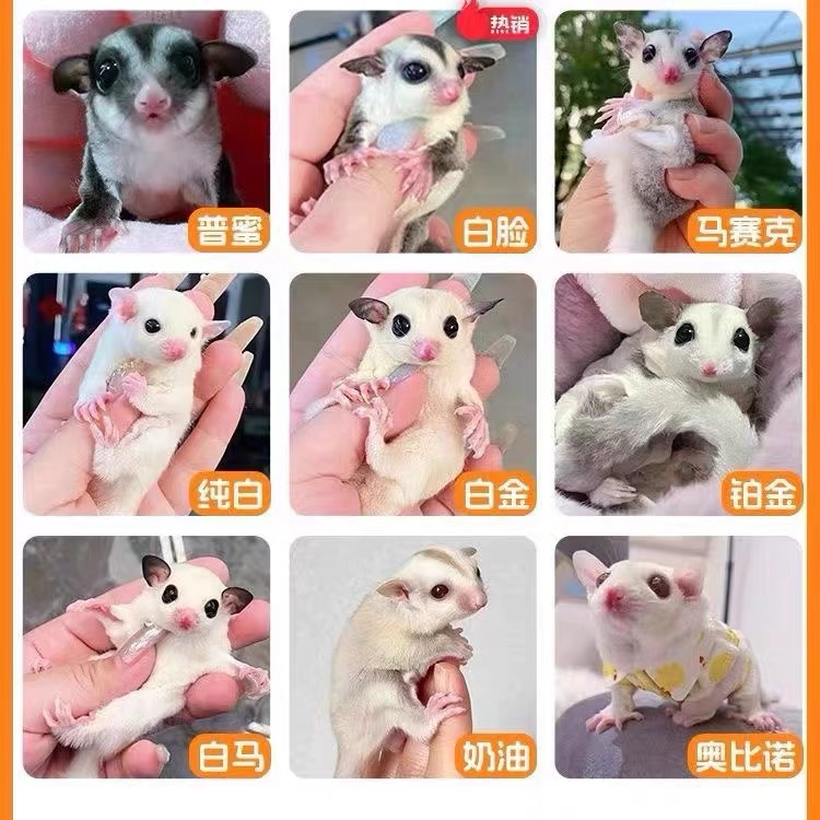 澳洲蜜袋鼯活体蜜袋鼬活物幼崽粘人网红小宠物飞鼠蜜袋鼠送笼子