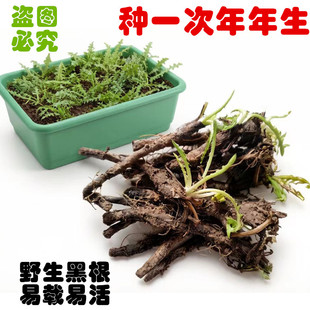 野生婆婆丁根苗蒲公英根苗种植易活现挖现发黑根农家自采