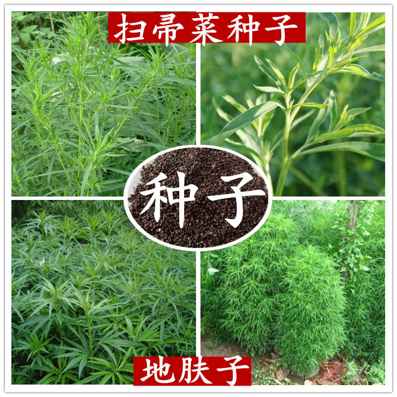 扫帚苗种子铁扫帚种子扫把种子扫帚菜种子