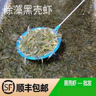 除藻虾苗淡水观赏养殖鱼缸虾清洁虾观赏虾 吃鱼屎 虾清洁鱼缸