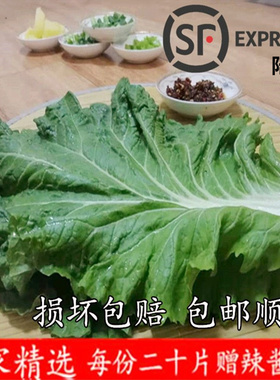 东北新鲜大白菜叶东北白菜叶打饭包菜叶打菜包饭包白菜叶包顺丰陆