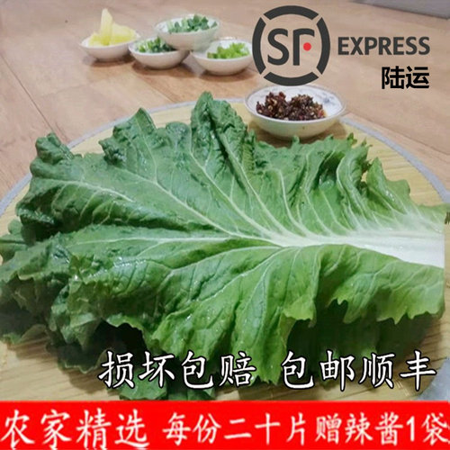 东北新鲜白菜叶打饭包顺丰陆