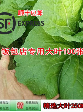 大白菜叶子饭包店东北饭100片新鲜蔬菜饭包菜叶大菜叶包邮顺丰