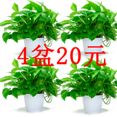 绿萝盆栽客厅植物室内懒人盆栽水培绿植室内植物垂吊大叶长藤绿箩