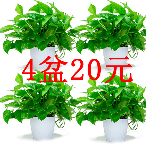 绿萝室内长藤基地直发