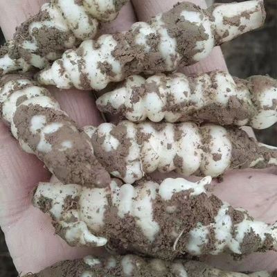 【顺丰包邮】宁夏现挖新鲜玉环甘露子地环宝塔螺丝菜地葫芦甘露子