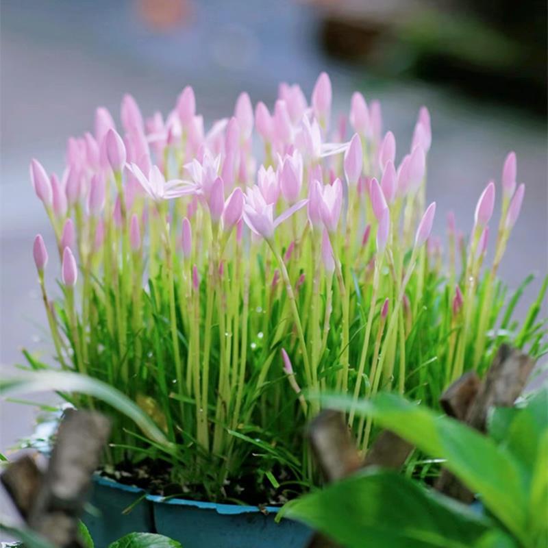 风雨兰种球重瓣韭兰葱兰花苗四季开花庭院阳台观花卉绿植盆栽种子