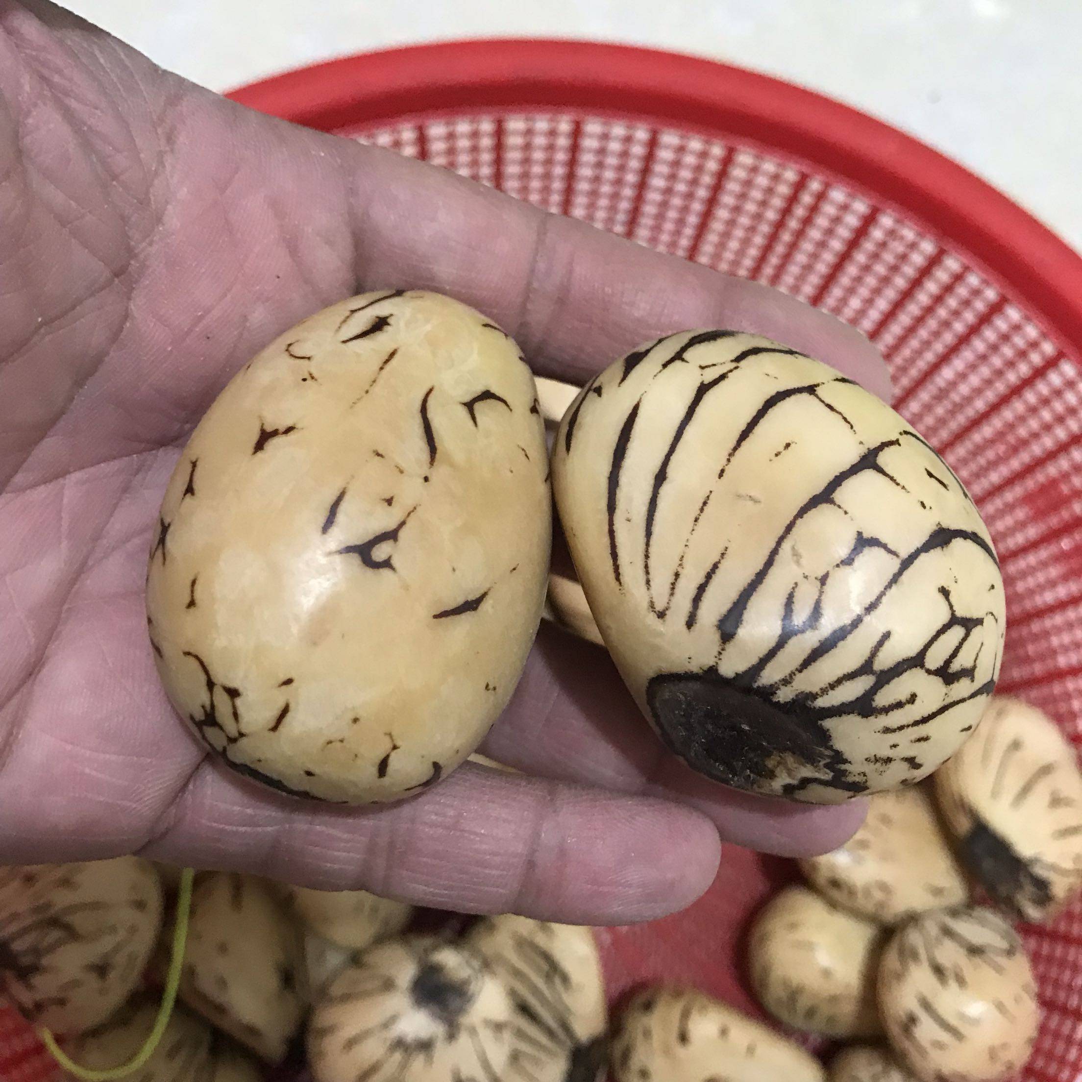 大号天然风化黄色象牙果菩提打磨果花纹少长4一6cm厂家批/发