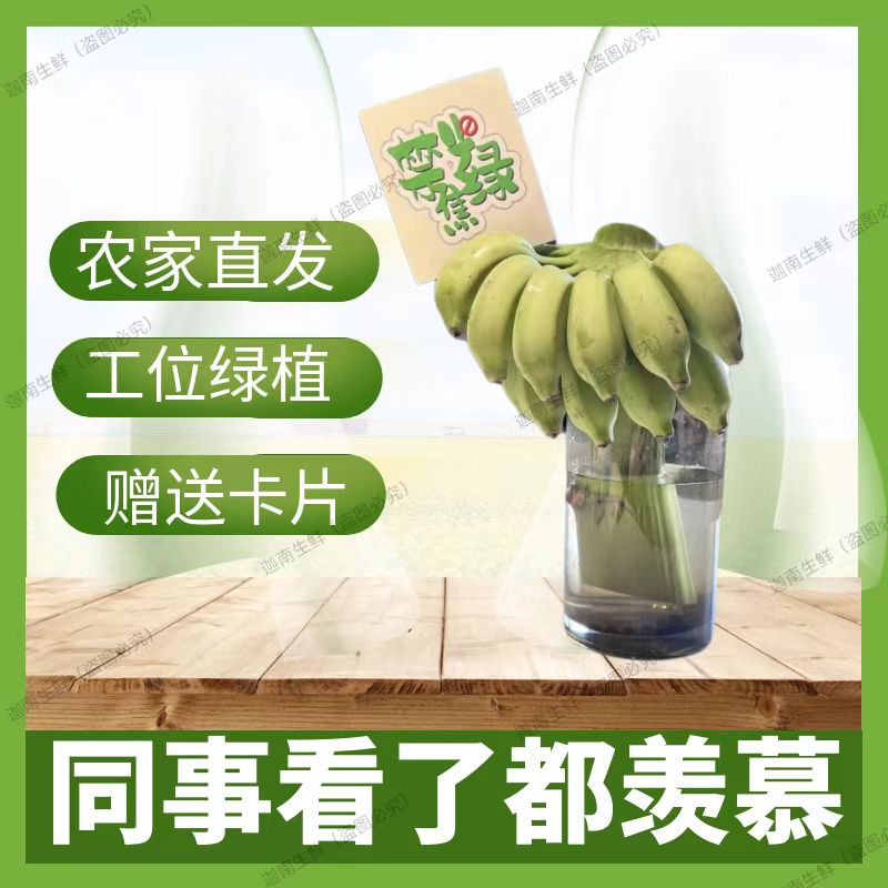禁止焦虑香蕉水培不蕉绿办公室桌面插花摆件新鲜菠萝观赏芭蕉绿植