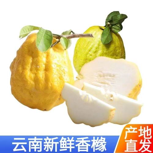 云南普洱香橼果子香炎香泡拂手柑瓜香圆果枸橼果水培闻香药用水果