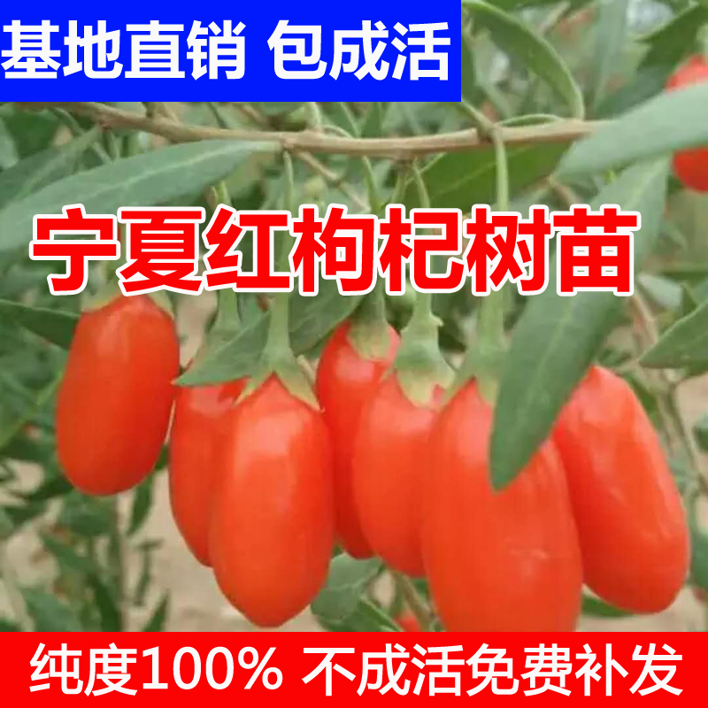 红枸杞树苗宁夏红枸杞苗5号盆栽南方北方种植枸杞苗基地直销包邮