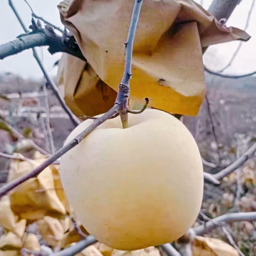 正宗山东烟台栖霞黄金奶油富士冰糖心苹果新鲜脆甜多汁霜降后采摘