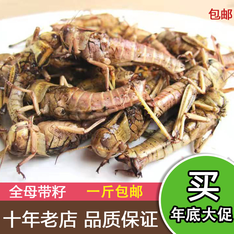 2026包邮新鲜蚂蚱 活体速冻飞蝗 去翅纯母 带籽母蝗虫 蚱蜢  500g