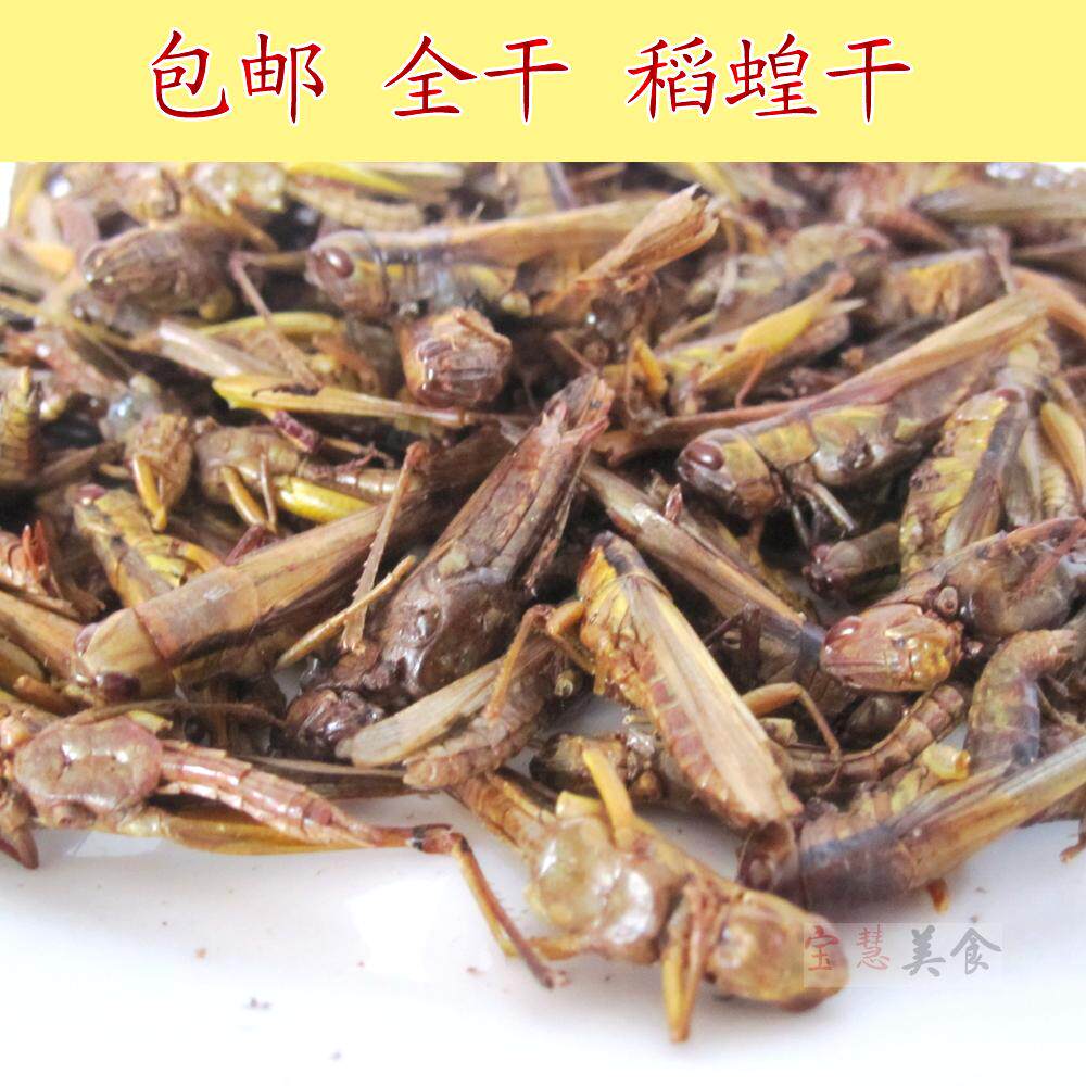 新鲜包邮蚂蚱干 纯干蚂蚱 稻蝗干 小蚱蜢 草蜢 新鲜风干  500g